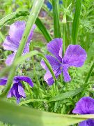 角三色堇，角紫 紫丁香 花