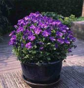 მეწამული ყვავილების Horned Pansy, Horned Violet (Viola cornuta) ფოტო
