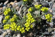 Rydberg Twinpod, Dubultā Bladderpod dzeltens Zieds