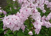 ბაღში Phlox ვარდისფერი ყვავილების