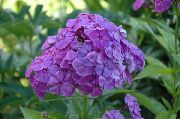 Giardino Phlox lilla Fiore