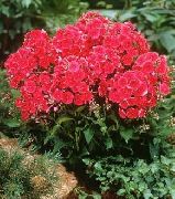Záhrada Flox červená Kvetina