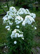 Dārzs Floksis balts Zieds