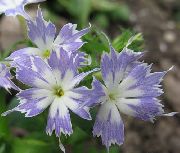 Yıllık Phlox Drummond Adlı Floksa açık mavi çiçek