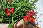 κόκκινος λουλούδι Φρέζια (Freesia) φωτογραφία
