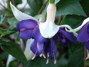 Geißblatt Fuchsia blau Blume