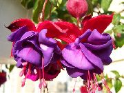 Kaprifol Fuchsia lila Blomma