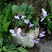 Haberlea lilás Flor