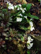 Haberlea blanc Fleur