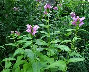 декоративные садовые цветы розовые Хелоне фото, описание, выращивание и посадка, уход и полив