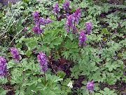 violet Floare Corydalis  fotografie