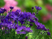 azul  Floristas Mamá, Mamá Olla (Chrysanthemum) foto