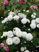 branco  Mum Floristas, Mum Pot (Chrysanthemum) foto
