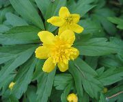 žltý Kvetina Double-Kvetovaný Žltá Sasanka Belasá, Iskerník Sasanka (Anemone ranunculoides) fotografie