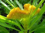 Cockscomb, Plym Växt, Befjädrade Amaranth gul Blomma