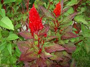 Hanekam, Pluim Plant, Gevederde Amarant rood Bloem