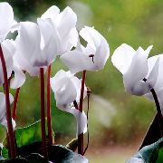 Semer Pain, Cyclamen Hardy blanc Fleur