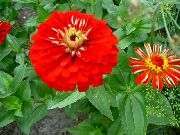 crvena Cvijet Cinija (Zinnia) foto