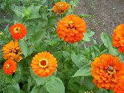 oranžový Květina Cínie (Zinnia) fotografie