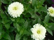 λευκό λουλούδι Ζίννια (Zinnia) φωτογραφία
