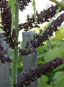 czarny Kwiat Ciemiernik (Veratrum) zdjęcie