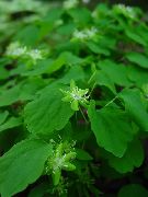 grønn Blomst Rue Anemone (Anemonella thalictroides) bilde