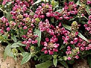 декоративные садовые цветы розовые Черноголовка (Прунелла) фото, описание, выращивание и посадка, уход и полив