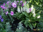 декоративные садовые цветы белые Эвкомис (Эукомис, Ананасная лилия) фото, описание, выращивание и посадка, уход и полив