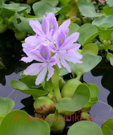Flor Jacinto De Agua (Eichornia crassipes) foto, características y siembra,  cuidado y creciente. Color de la flor: lila