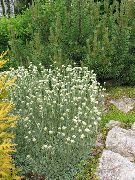 hvit Blomst Antennaria, Kattens Fot (Antennaria dioica) bilde