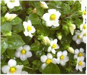 Persian Vijolična, Nemščina Vijolična bela Cvet