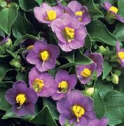 violetinė žiedas Persų Violetinė, Vokiečių Violetinė (Exacum affine) nuotrauka