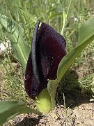 Eminium svart Blomst