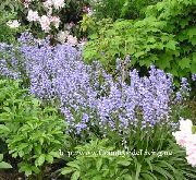 světle modrá Květina Španělština Bluebell, Dříví Hyacint (Endymion hispanicus, Hyacinthoides hispanica) fotografie