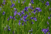Spansk Blåklokke, Tre Hyacinth blå Blomst