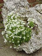 bílá Květina Víla Náprstník (Erinus alpinus) fotografie