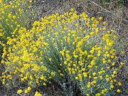 galben  Oregon Soare, Floarea-Soarelui Lanos, Lânos Daisy (Eriophyllum) fotografie
