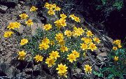 黄 フラワー オレゴンの日差し、ウーリーヒマワリ、ウーリーデイジー (Eriophyllum) フォト
