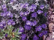 purpurs Zieds Arctic Aizmirst-Me-Not, Alpine Aizmirst-Me-Ne (Eritrichium) foto