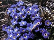 zils Zieds Arctic Aizmirst-Me-Not, Alpine Aizmirst-Me-Ne (Eritrichium) foto