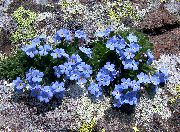 ღია ლურჯი ყვავილების Arctic Forget-Me-Not, ალპური Forget-Me-Not (Eritrichium) ფოტო