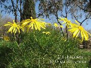 žltý Kvetina Bush Sedmokráska, Zelené Euryops  fotografie