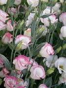 декоративные садовые цветы розовые Эустома (Лизиантус) фото, описание, выращивание и посадка, уход и полив