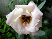 декоративные садовые цветы белые Эустома (Лизиантус) фото, описание, выращивание и посадка, уход и полив