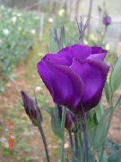 декоративные садовые цветы фиолетовые Эустома (Лизиантус) фото, описание, выращивание и посадка, уход и полив