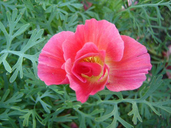 Fleur Pavot De Californie (Eschscholzia californica) photo ...