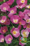 Pavot De Californie lilas Fleur