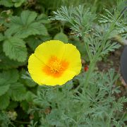 amarelo Flor Papoila De Califórnia (Eschscholzia californica) foto