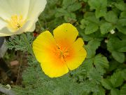 California Mak oranžna Cvet