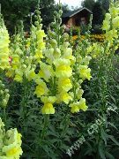 garden flowers yellow Snapdragon, Weasel's Snout Antirrhinum photos, description, cultivation and planting, care and watering